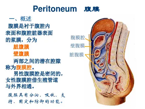 腹膜