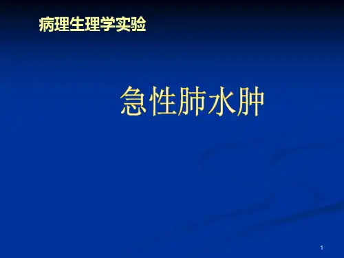 实验性肺水肿PPT课件
