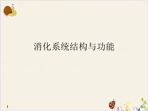 消化系统结构与功能PPT.