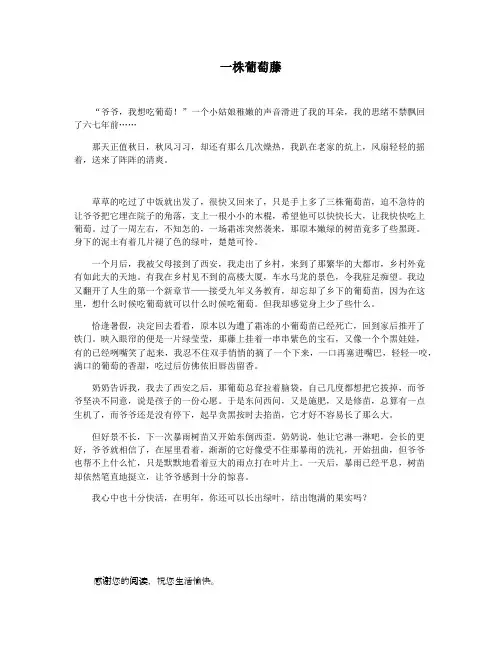 一株葡萄藤