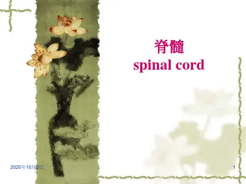 脊髓ppt-系统解剖学PPT课件
