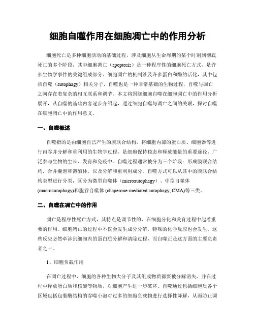 细胞自噬作用在细胞凋亡中的作用分析