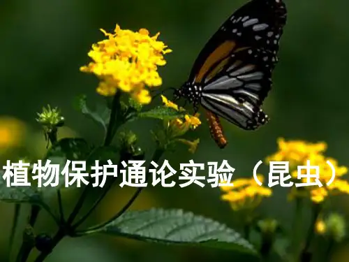 植物保护通论 实验二  昆虫分类 图文