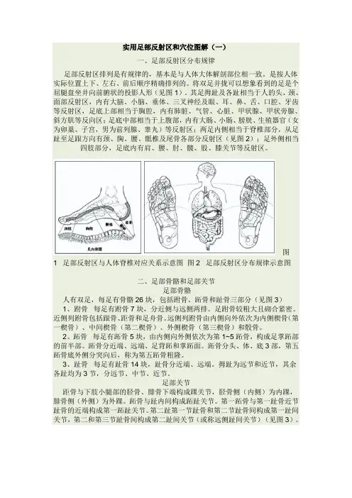 足部反射区图解