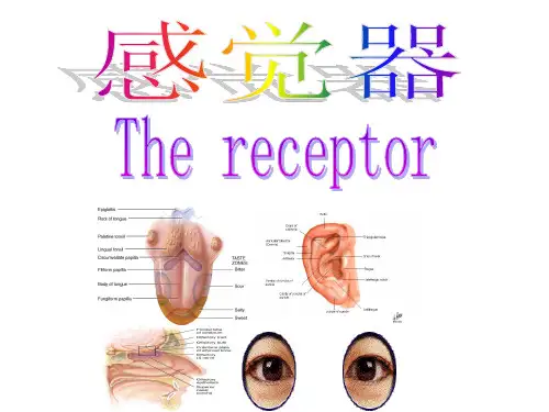 第十章感觉器前庭蜗器精品PPT课件