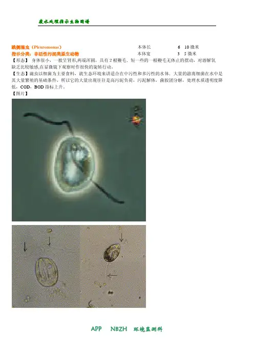 污水处理生物图谱