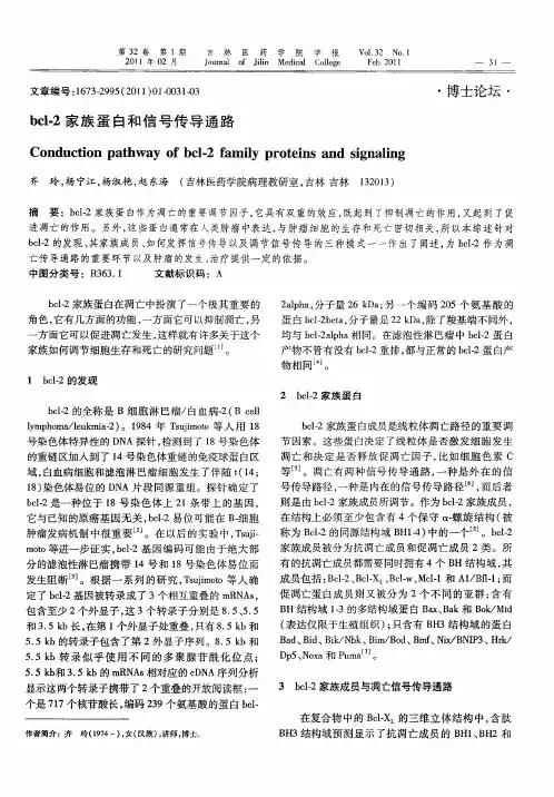 bcl-2家族蛋白和信号传导通路