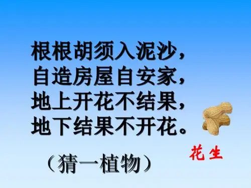 OK《落花生》PPT课件