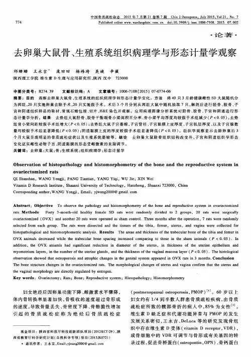 去卵巢大鼠骨、生殖系统组织病理学与形态计量学观察