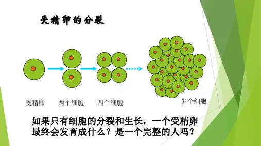 第一单元第二章第二节 细胞分化形成组织 课件 冀少版七年级生物上册
