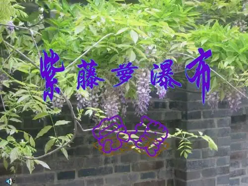 第课紫藤罗瀑布课件