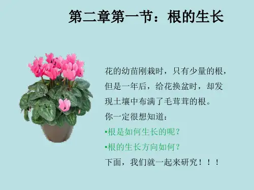 根的生长