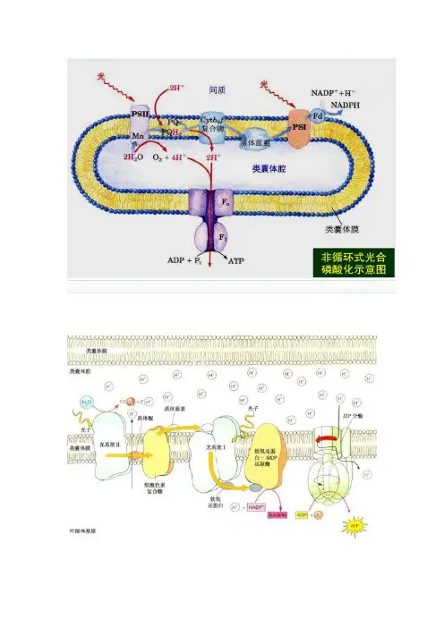 非循环式光合磷酸化示意图