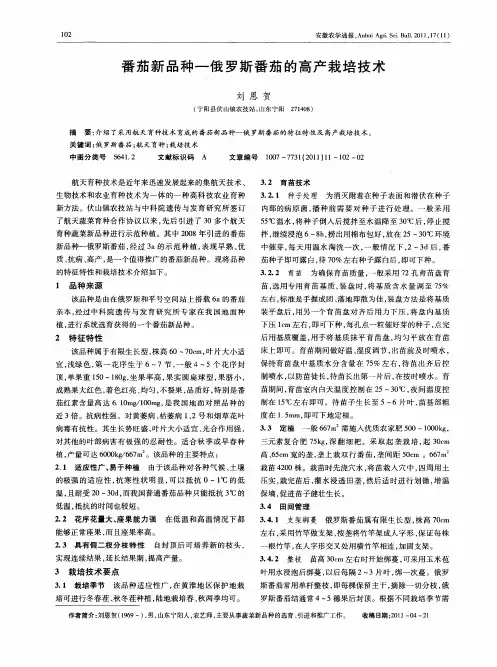 番茄新品种—俄罗斯番茄的高产栽培技术