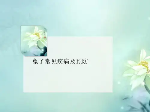 兔子常见疾病及预防