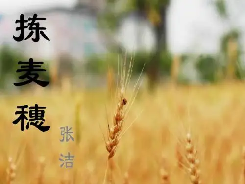 捡麦穗