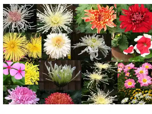 菊花的组织培养