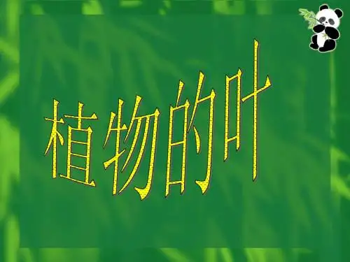 植物的叶 小学科学