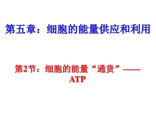 高一生物atp课件1