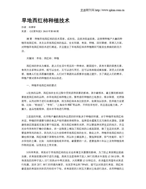 旱地西红柿种植技术