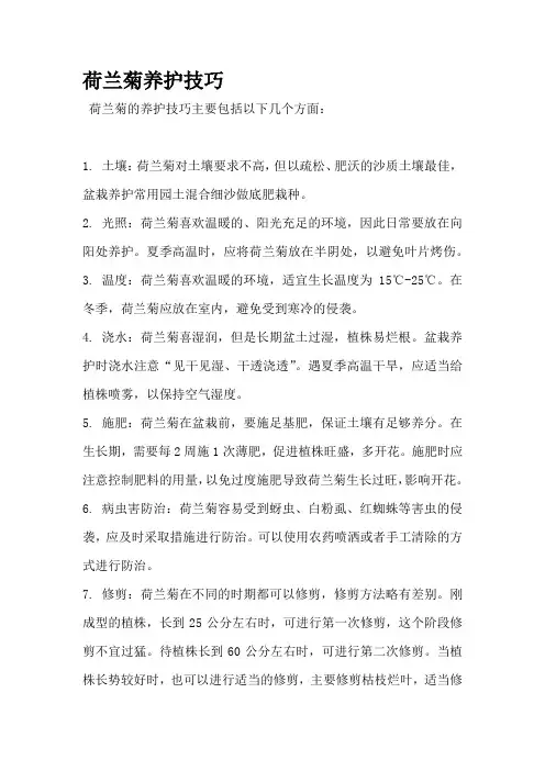 荷兰菊养护技巧