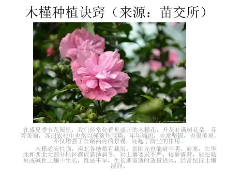 木槿种植诀窍