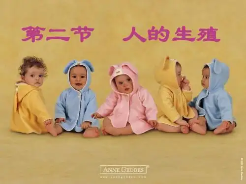 人的生殖z