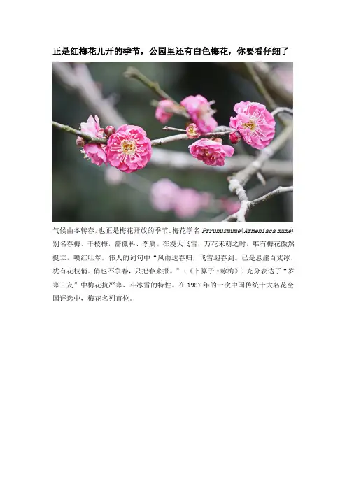 正是红梅花儿开的季节,公园里还有白色梅花,你要看仔细了