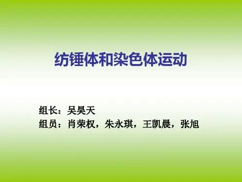 纺锤体和染色体运动