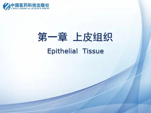 复层扁平上皮stratifiedsquamousepithelium分布