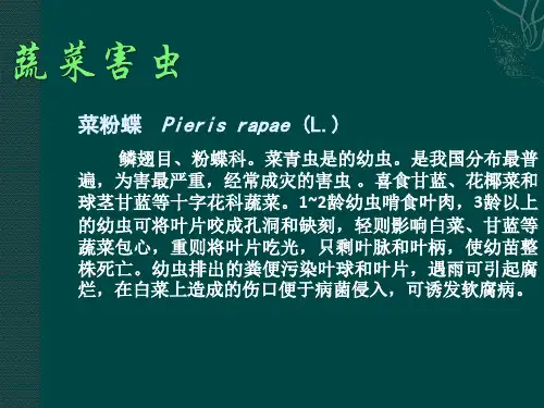 蔬菜害虫