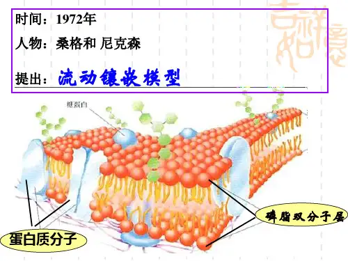 细胞膜的结构和功能