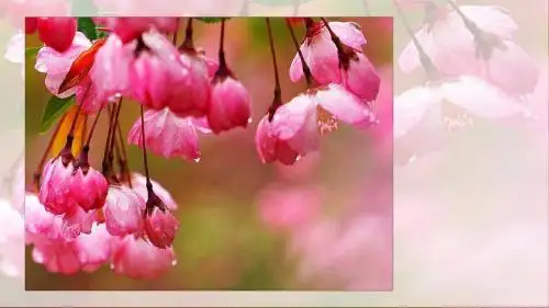 花的学校课件