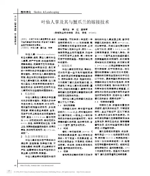 叶仙人掌及其与蟹爪兰的嫁接技术