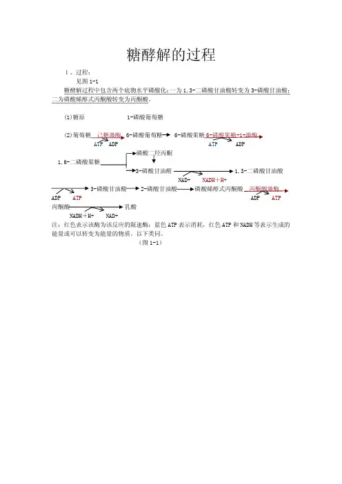 糖酵解的过程