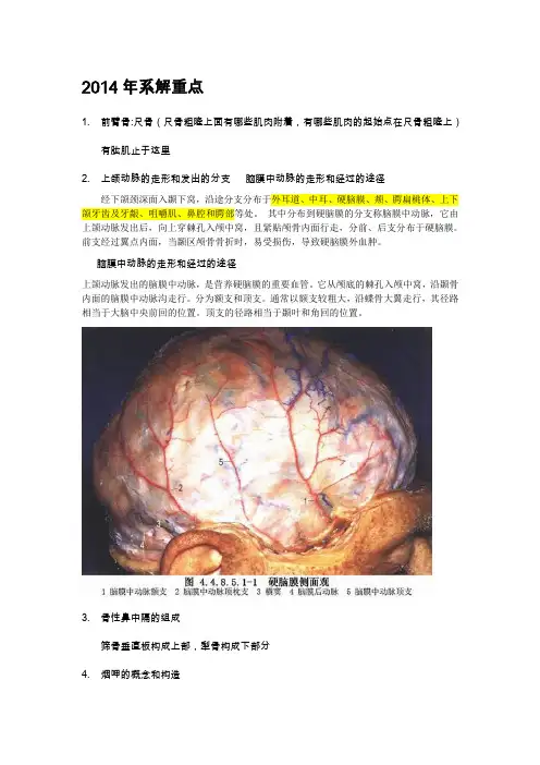 系统解剖学考试题