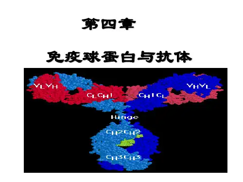 4章 免疫球蛋白与抗体