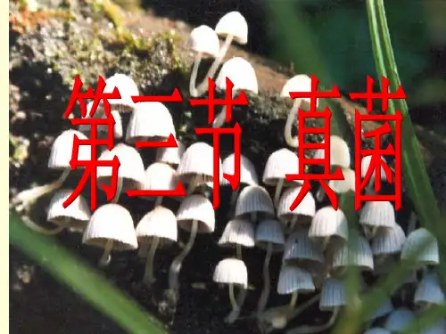 人教版八年级生物上册真菌PPT课件 