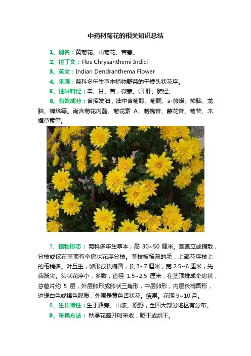 中药材菊花的相关知识总结