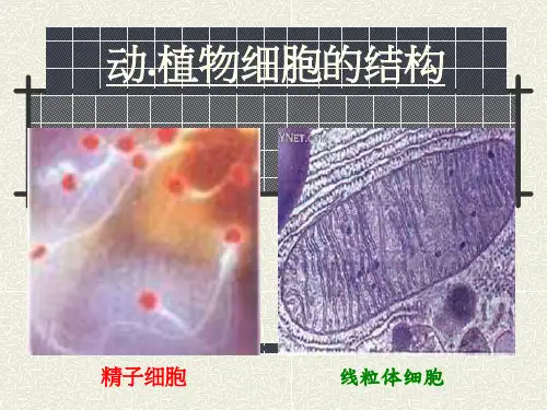 动、植物细胞的结构