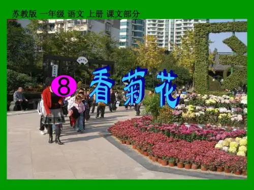 看菊花课件 (1)