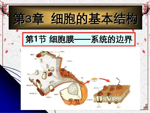 第三章细胞基本结构