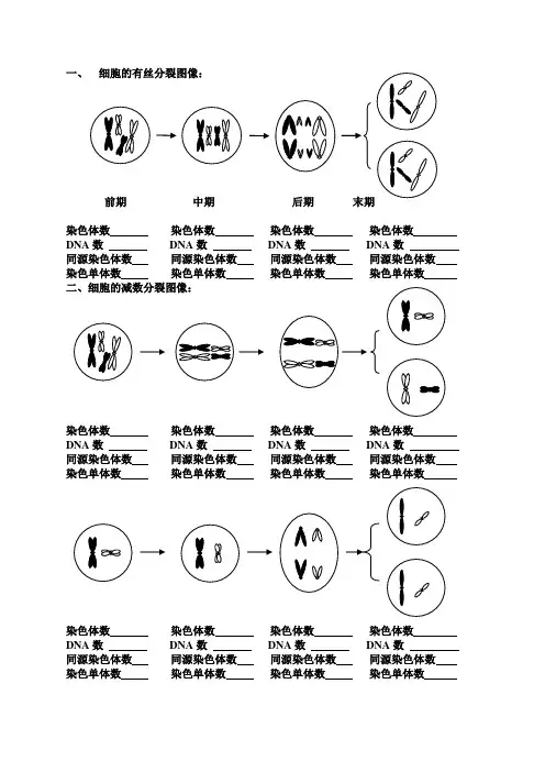 细胞有丝分裂和无丝分裂区别图解