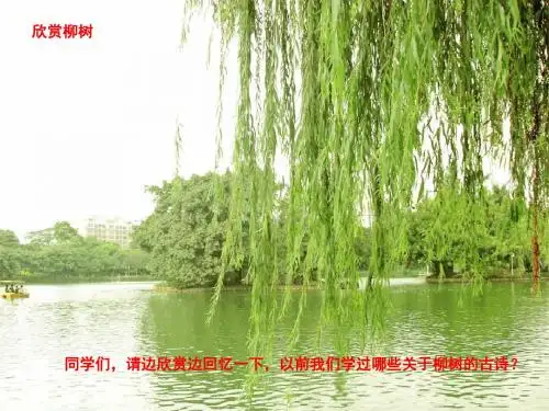 青海高原一株柳ppt (1)