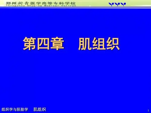 4第四章肌组织