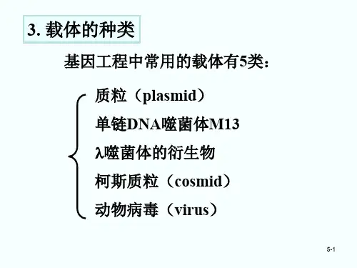 在大肠杆菌中的质粒