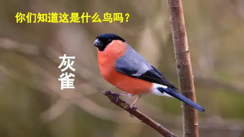 部编版三年级语文上册第八单元第26课《灰雀》课件