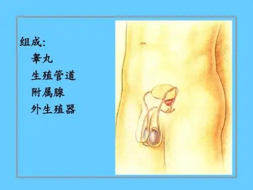 18男性生殖系统