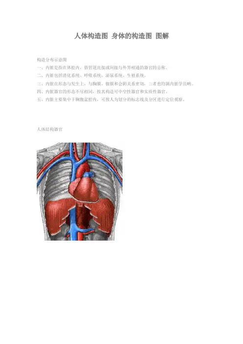人体构造图 身体的构造图 图解