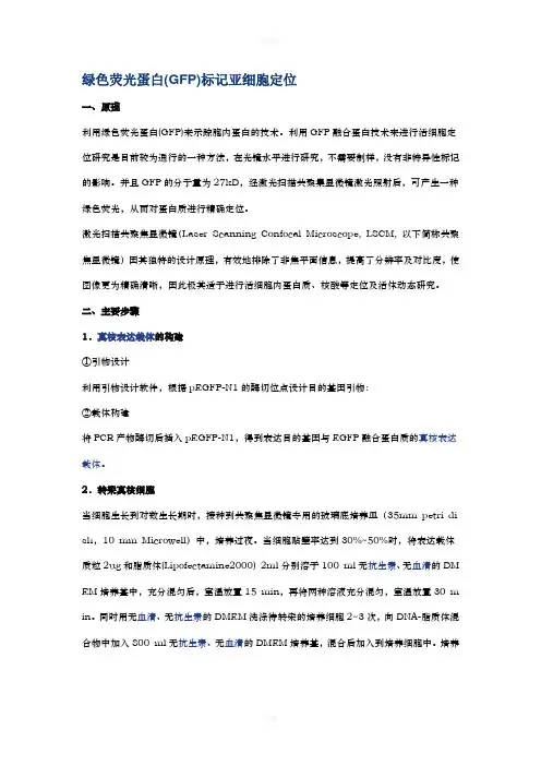 绿色荧光蛋白(GFP)标记亚细胞定位